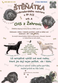 Labradorský retrívr s PP FCI