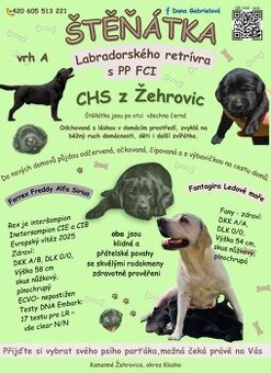 Labradorský retrívr s PP FCI