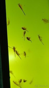 Artemia - 1