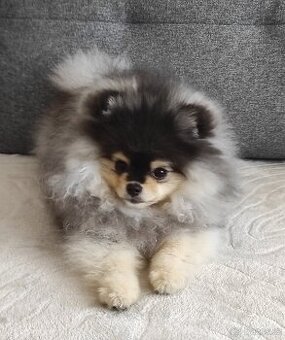 Pomeranian štěně