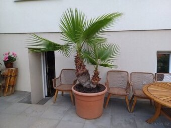 Palma Washingtonia robusta