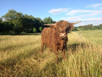 Highland - Skotský náhorní skot