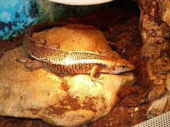 Ještěrkovec scinkovitý (Zoonosaurus laticaudatus)