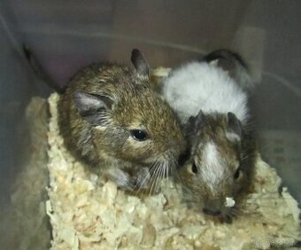 Osmák Degu - mláďata