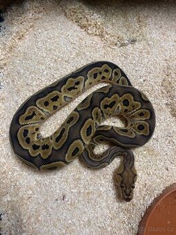 Krajta královská 1.0 ghi clown