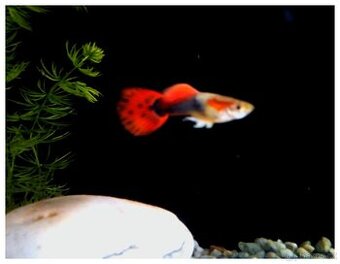 Poecilia Reticulata PEARL HEAD/ ČERVENOPLOUTVÉ