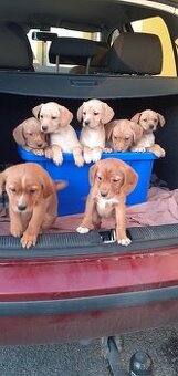 Štěňata kříženci