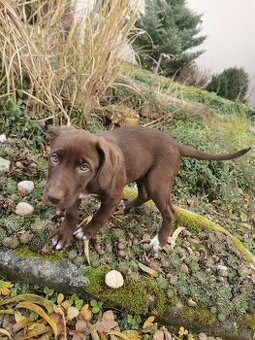 Štěňátko rhodéského ridgebacka a border kolie k prodeji 🧡
