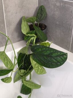 Monstera karstenianum Peru