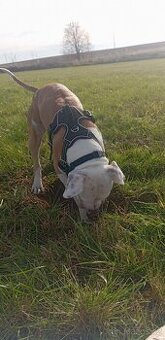 Americký stafordšírský teriér