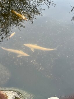 Koi kapr ,Jeseter,pstruh