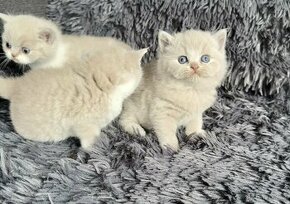 Britská krátkosrstá koťata