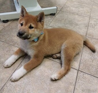 Shiba inu s PP