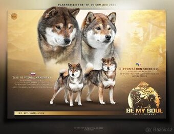 SHIBA štěňata k rezervaci