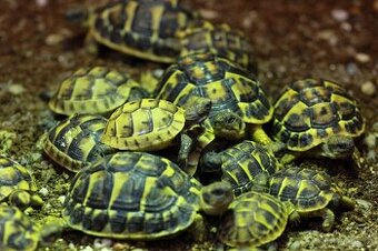Suchozemské želvy a terária - osobní rozvoz po celé ČR