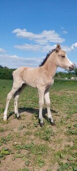 Pony