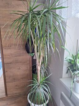 Dracena