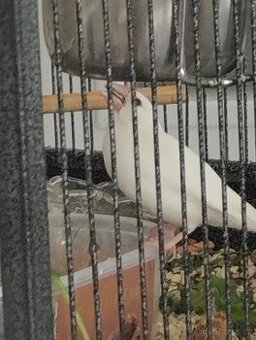 Ptactvo