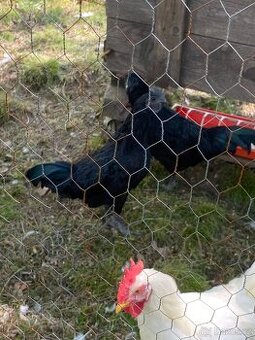 Kohout aim cemani