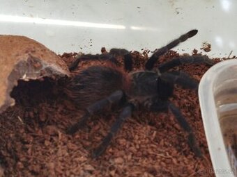 Sklípkan Pterinopelma sazimai