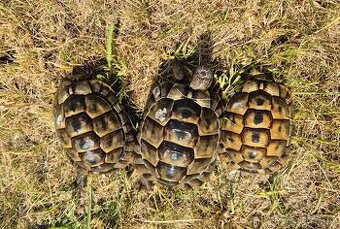 Testudo graeca ibera - želva žlutohnědá