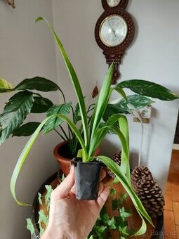 yucca elephantipes
