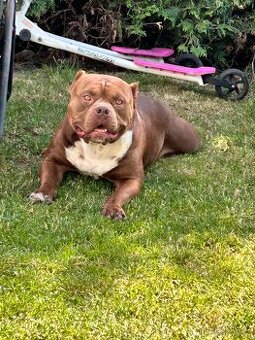 Krytí American Bully s PP