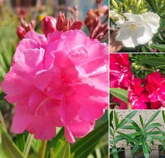 Oleandr  plnokvětý - 3 barvy