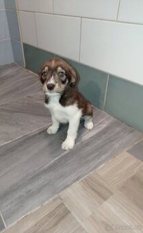 Border kolie