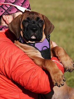 Tosa Inu Fenečka nyní k odběru