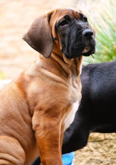 Tosa Inu Fenečka nyní k odběru