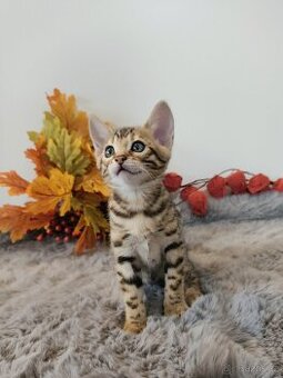 Bengálská kočička s PP