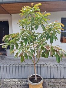 Avokádo hruškovec přelahodný