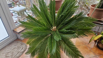 Vzrostlé pokojové květiny