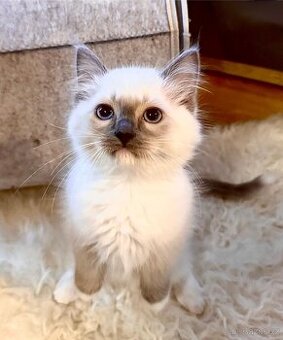 Ragdoll koťátka BEZ PP– 2 kocourci a 2 kočičky