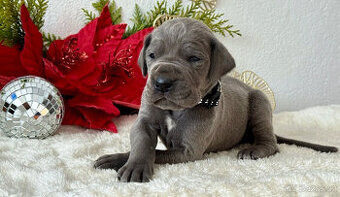 Německá doga modrá 