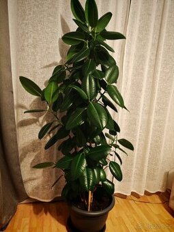 Fíkovník pryžodárný FÍKUS