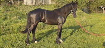 2letý hřebeček Barokní Pinto