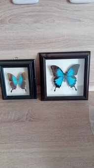 Motýl v rámečku