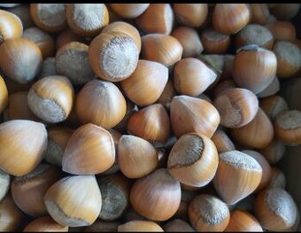 PRODEJ LÍSKOVÝCH OŘÍŠKŮ