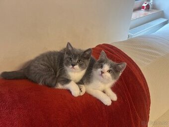 Britská modrá koťátka bicolor