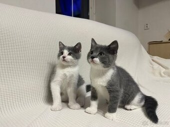 Britská modrá koťátka bicolor