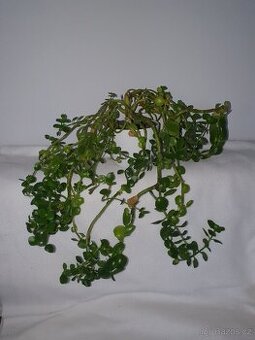 Pokojová rostlina v květináči