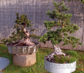 Bonsaje a okrasné dřeviny