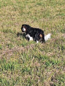 King Charles kavalir