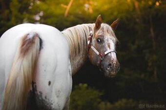 Připouštění Appaloosa