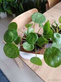 Pilea Mojito - 1