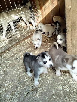 Steniatka Sibirsky Husky.