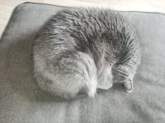 Daruji z rodinných důvodu