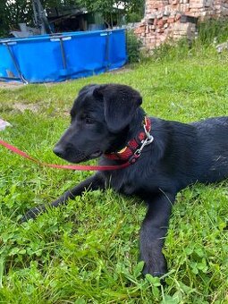 Fenka